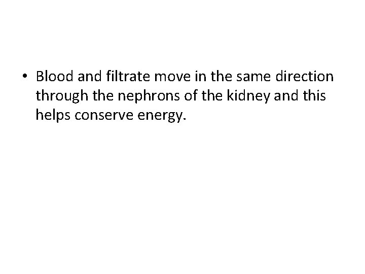  • Blood and filtrate move in the same direction through the nephrons of