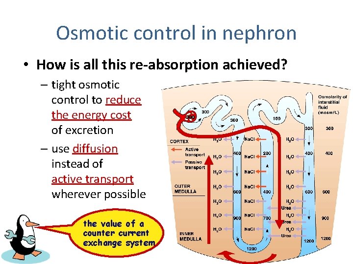 Osmotic control in nephron • How is all this re-absorption achieved? – tight osmotic