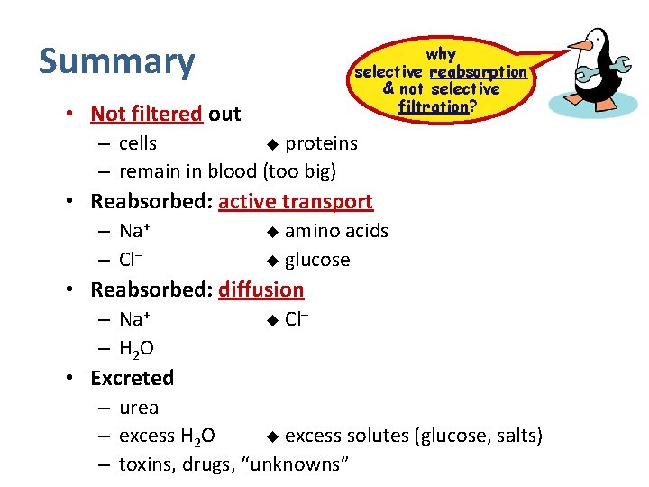 Summary why selective reabsorption & not selective filtration? • Not filtered out – cells