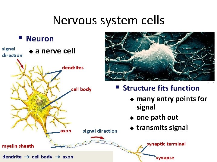 Nervous system cells § Neuron signal direction u a nerve cell dendrites cell body