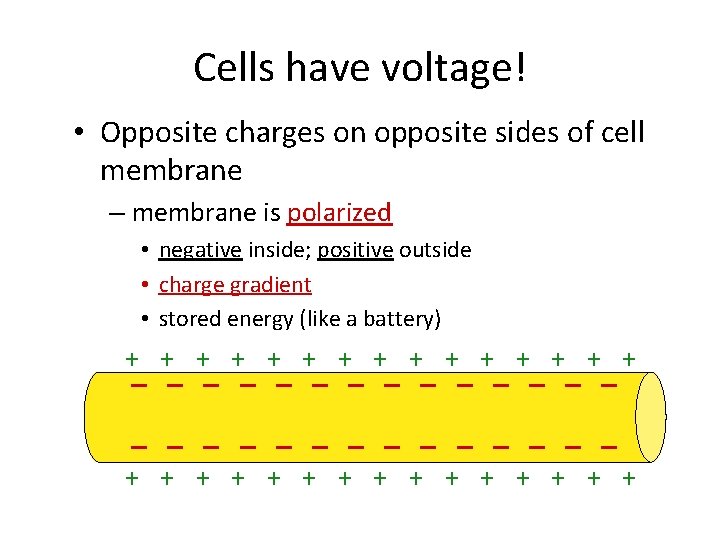 Cells have voltage! • Opposite charges on opposite sides of cell membrane – membrane