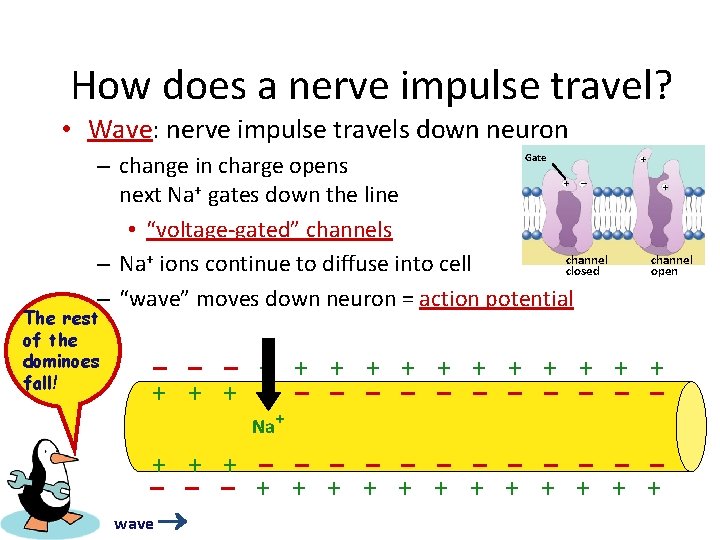 How does a nerve impulse travel? • Wave: nerve impulse travels down neuron Gate