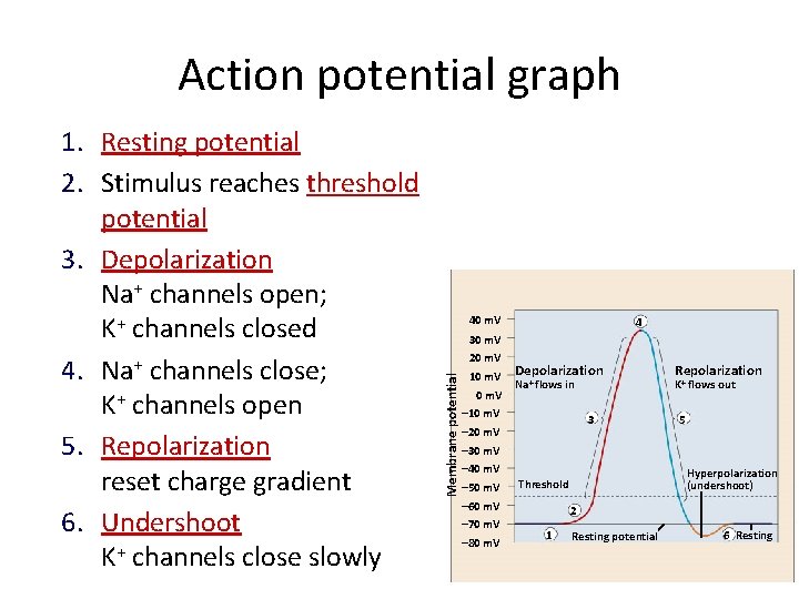 Action potential graph 40 m. V 4 30 m. V 20 m. V Membrane