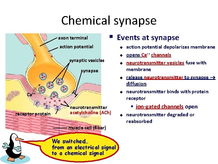 Chemical synapse axon terminal § Events at synapse action potential synaptic vesicles u u