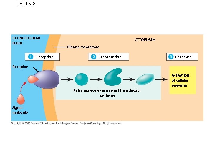 LE 11 -5_3 EXTRACELLULAR FLUID Reception CYTOPLASM Plasma membrane Transduction Response Receptor Activation of