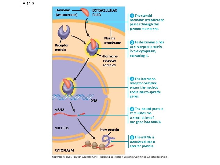 LE 11 -6 Hormone (testosterone) EXTRACELLULAR FLUID Plasma membrane Receptor protein Hormonereceptor complex The