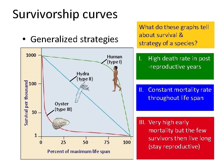 Survivorship curves What do these graphs tell about survival & strategy of a species?