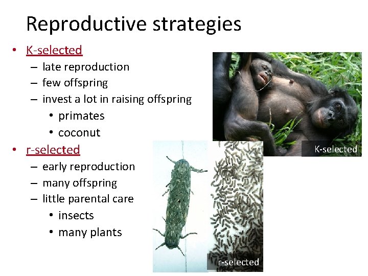 Reproductive strategies • K-selected – late reproduction – few offspring – invest a lot