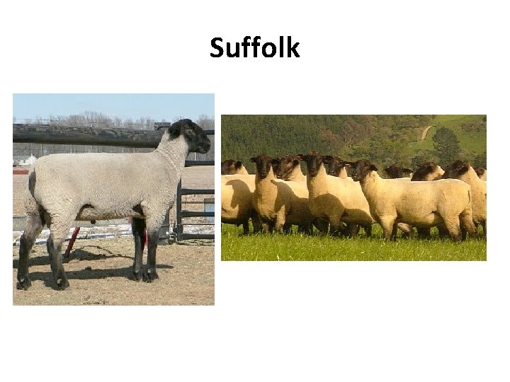 Suffolk 