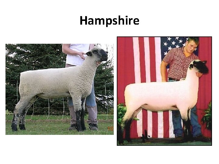 Hampshire 