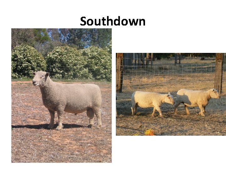 Southdown 