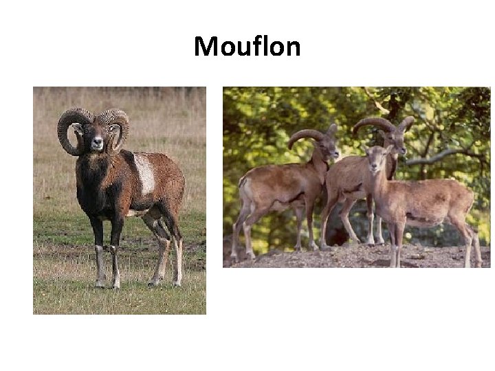Mouflon 