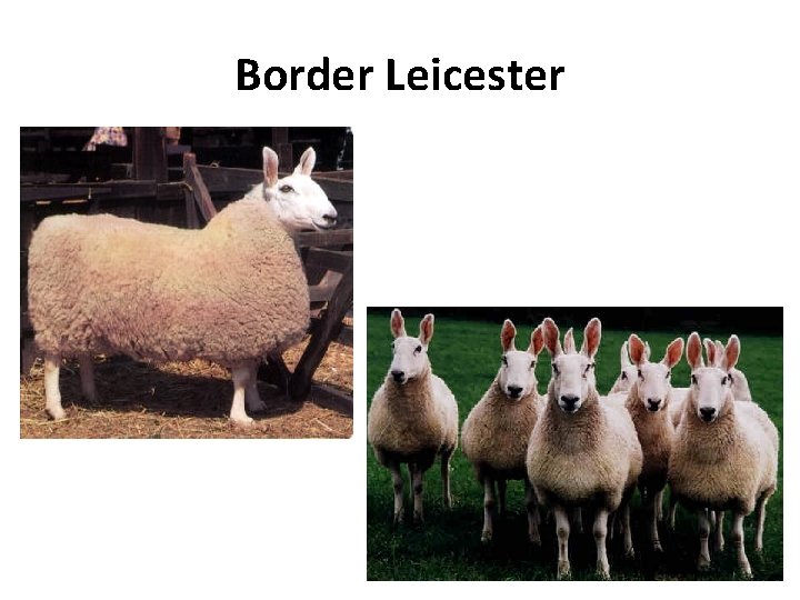 Border Leicester 