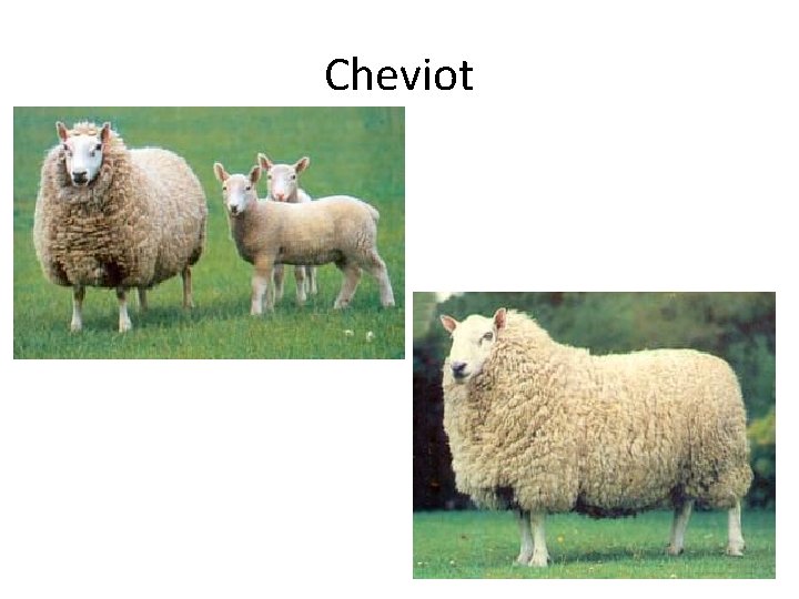 Cheviot 