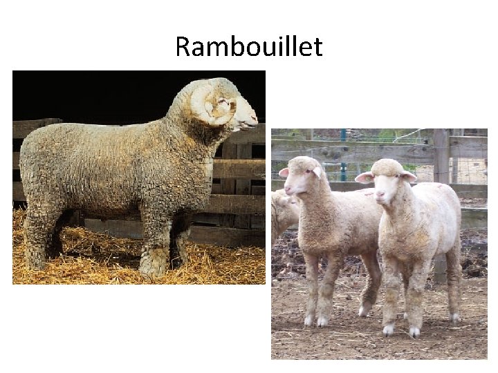 Rambouillet 