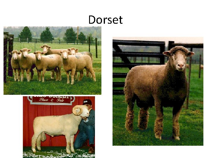 Dorset 