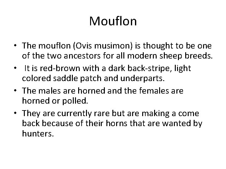 Mouflon • The mouflon (Ovis musimon) is thought to be one of the two