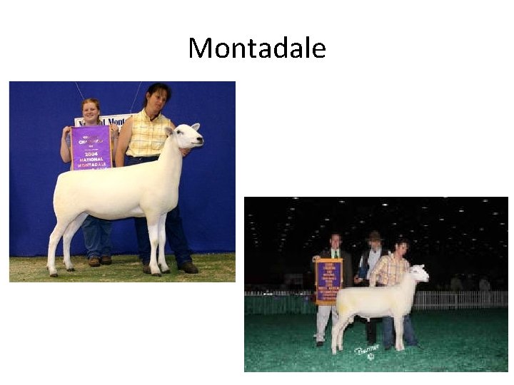 Montadale 