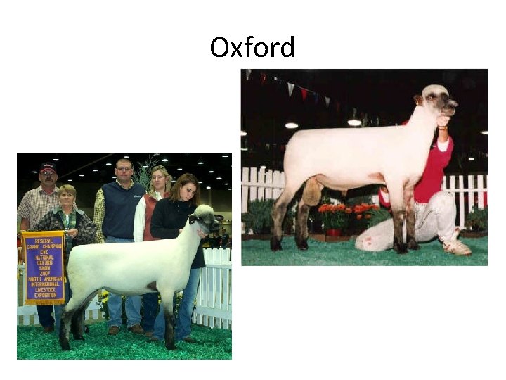 Oxford 