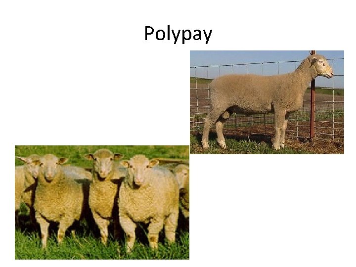 Polypay 