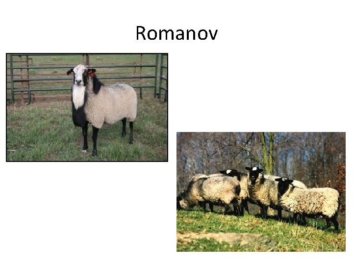 Romanov 