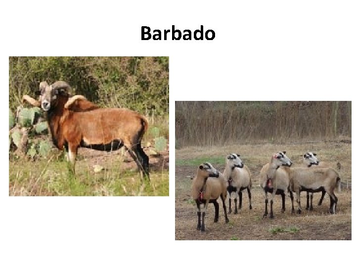Barbado 