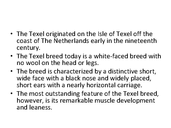  • The Texel originated on the Isle of Texel off the coast of