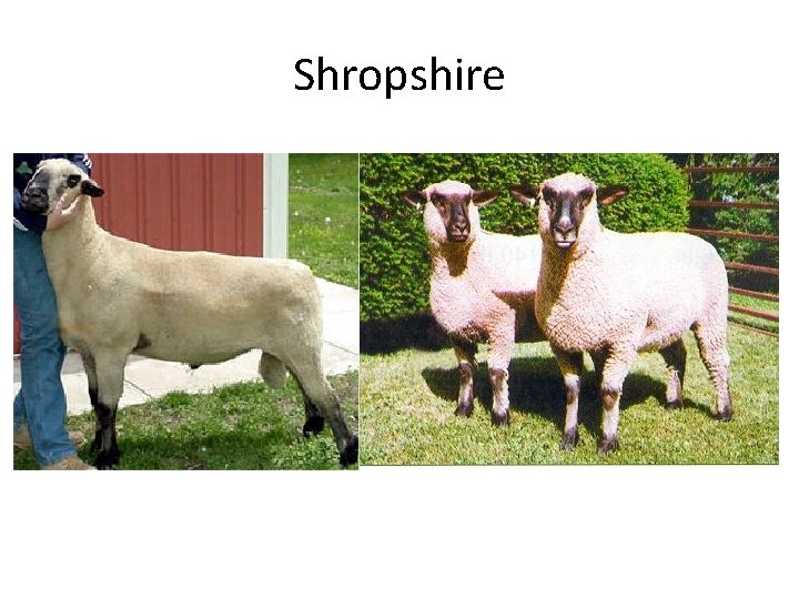 Shropshire 