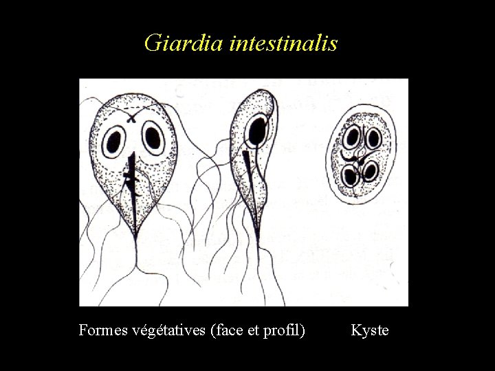 Giardia intestinalis Formes végétatives (face et profil) Kyste 