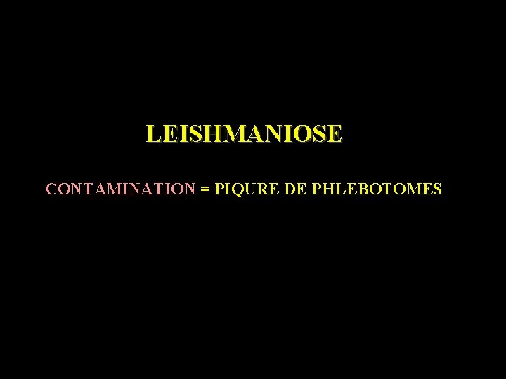 LEISHMANIOSE CONTAMINATION = PIQURE DE PHLEBOTOMES 
