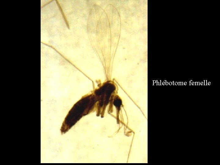 Phlébotome femelle 