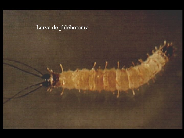 Larve de phlébotome 