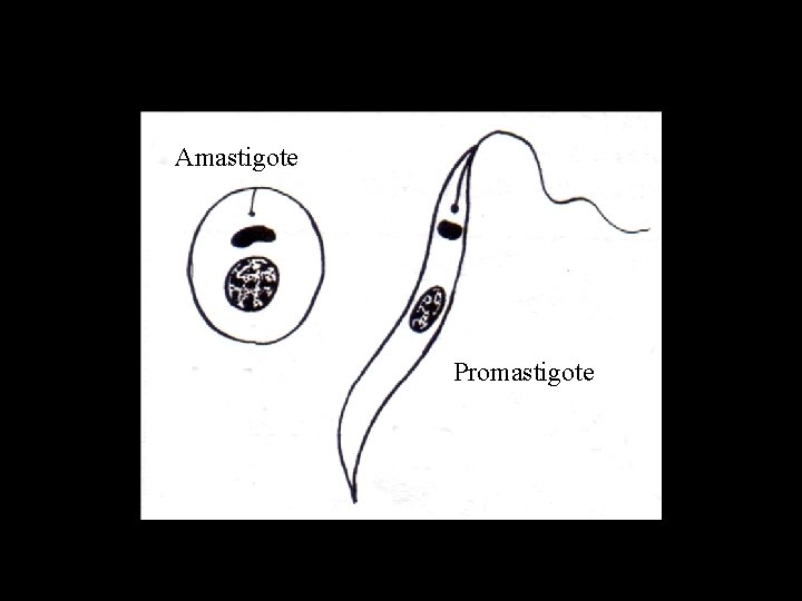 Amastigote Promastigote 