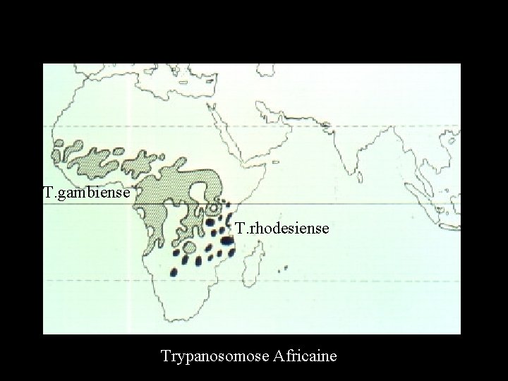 T. gambiense T. rhodesiense Trypanosomose Africaine 