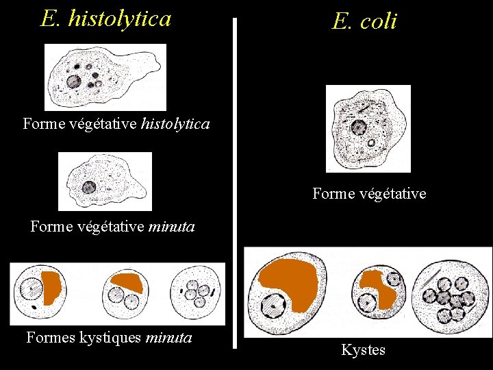 E. histolytica E. coli Forme végétative histolytica Forme végétative minuta Formes kystiques minuta Kystes