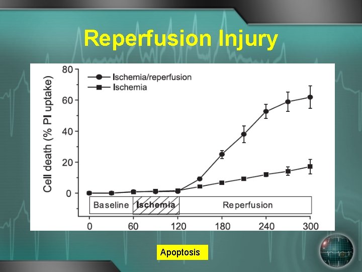 Reperfusion Injury Apoptosis 