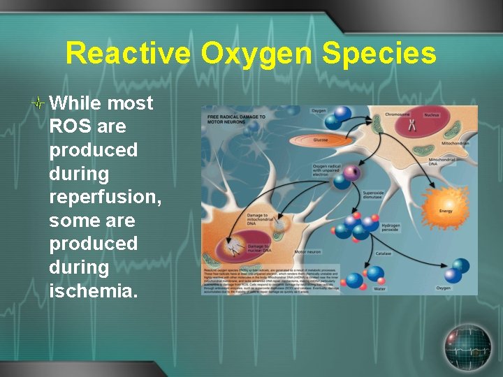 Reactive Oxygen Species While most ROS are produced during reperfusion, some are produced during