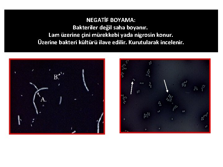 NEGATİF BOYAMA: Bakteriler değil saha boyanır. Lam üzerine çini mürekkebi yada nigrosin konur. Üzerine