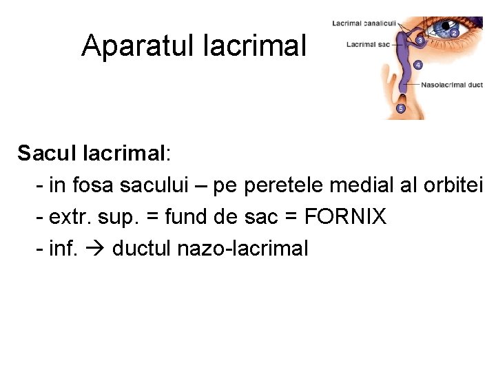 Aparatul lacrimal Sacul lacrimal: - in fosa sacului – pe peretele medial al orbitei