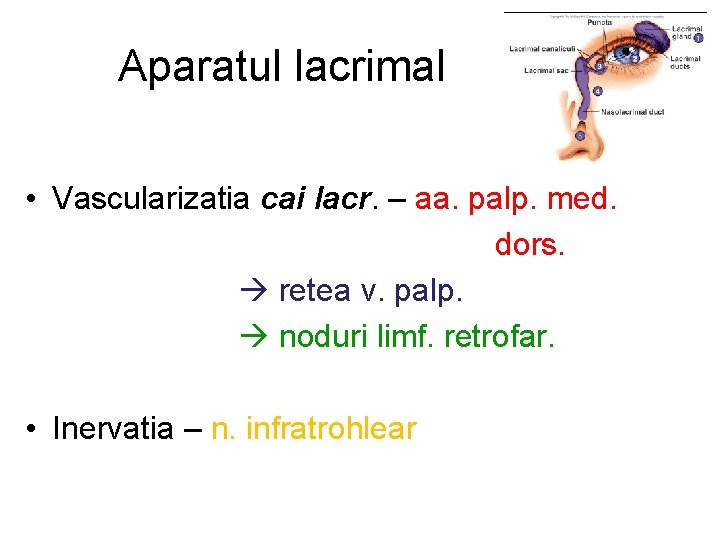 Aparatul lacrimal • Vascularizatia cai lacr. – aa. palp. med. dors. retea v. palp.