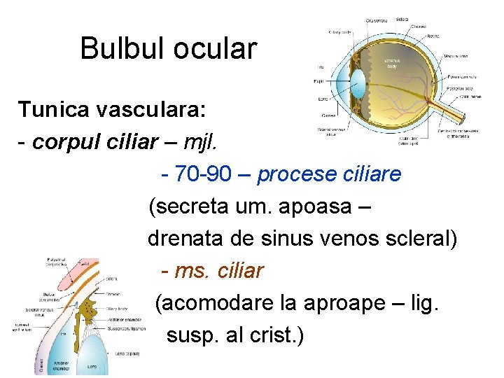 Bulbul ocular Tunica vasculara: - corpul ciliar – mjl. - 70 -90 – procese