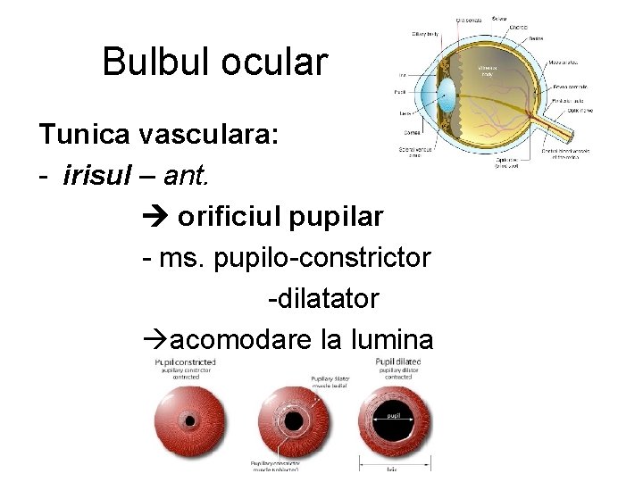 Bulbul ocular Tunica vasculara: - irisul – ant. orificiul pupilar - ms. pupilo-constrictor -dilatator