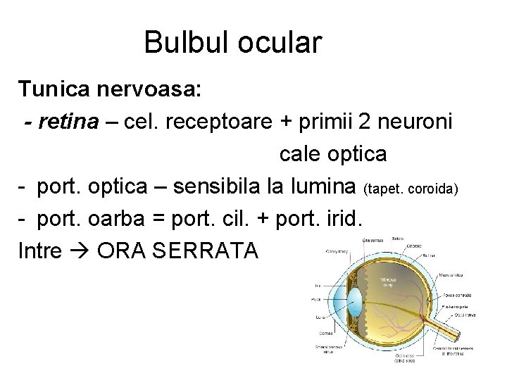 Bulbul ocular Tunica nervoasa: - retina – cel. receptoare + primii 2 neuroni cale
