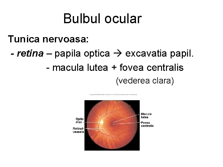 Bulbul ocular Tunica nervoasa: - retina – papila optica excavatia papil. - macula lutea