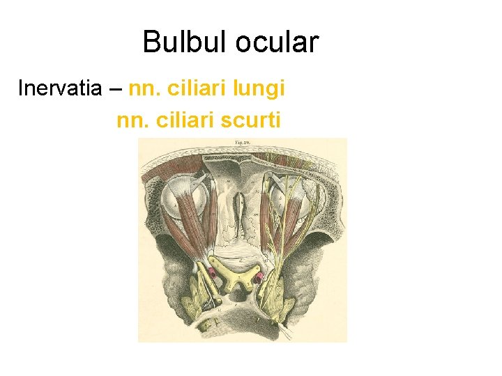 Bulbul ocular Inervatia – nn. ciliari lungi nn. ciliari scurti 