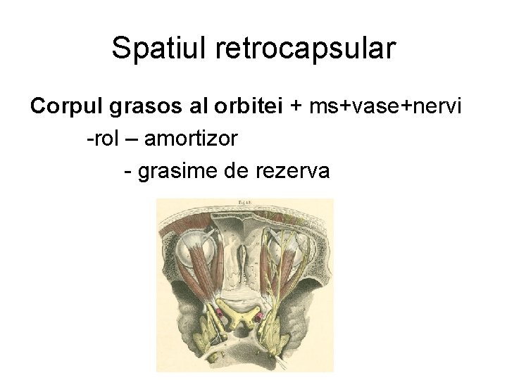 Spatiul retrocapsular Corpul grasos al orbitei + ms+vase+nervi -rol – amortizor - grasime de