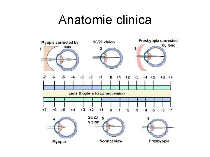 Anatomie clinica 