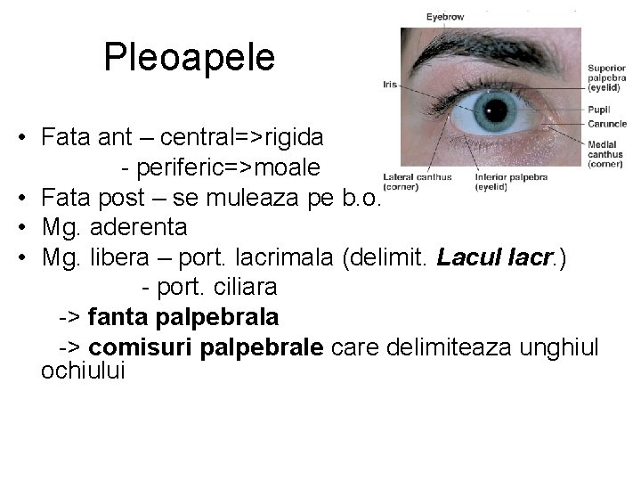 Pleoapele • Fata ant – central=>rigida - periferic=>moale • Fata post – se muleaza