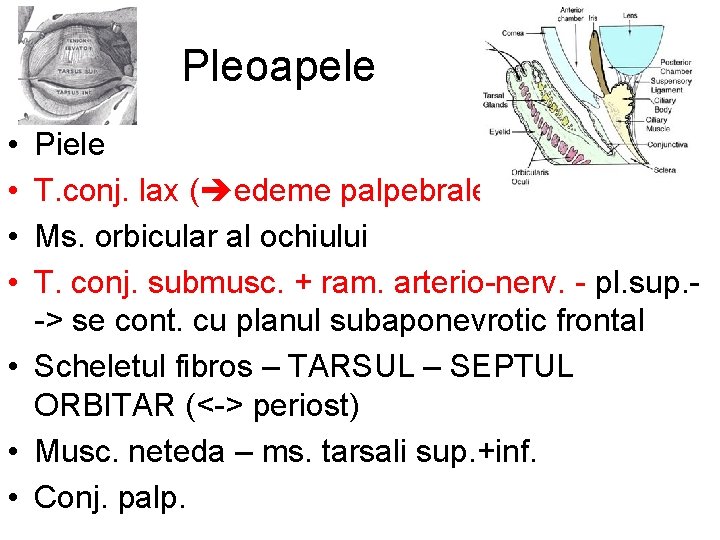 Pleoapele • • Piele T. conj. lax ( edeme palpebrale) Ms. orbicular al ochiului