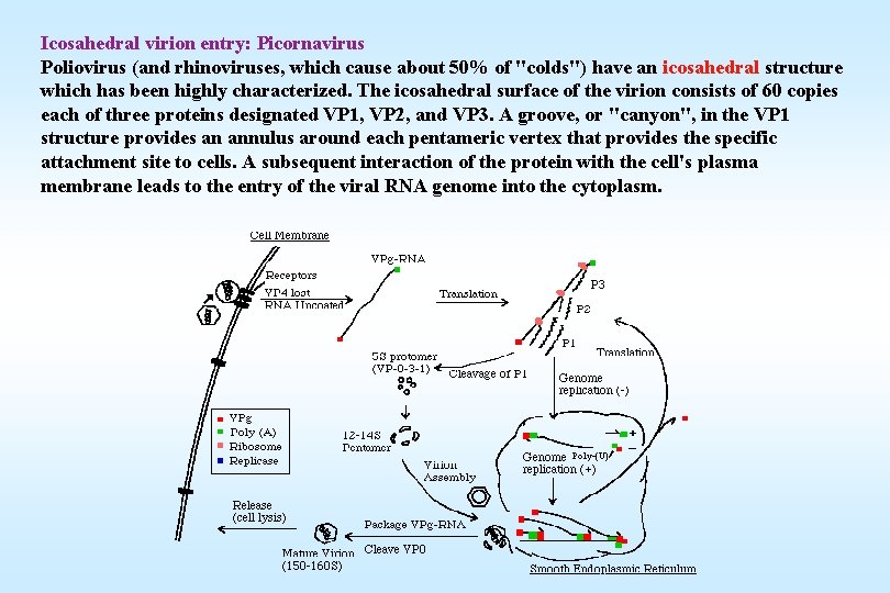 Icosahedral virion entry: Picornavirus Poliovirus (and rhinoviruses, which cause about 50% of "colds") have